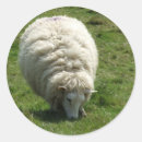 Search for ewe photography Farm