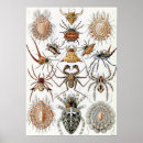 Search for ernst haeckel posters Nature