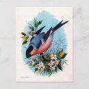 Search for bullfinches postcards Vintage