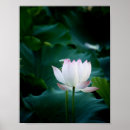 Search for white lotus flower posters Green