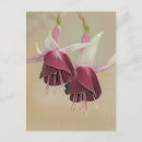 Search for fuchsias postcards Flower