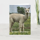 Search for alpaca birthday cards Animal