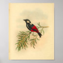 Search for red billed posters Black