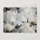 Search for azaleas postcards Bloom