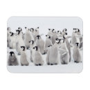 Search for young bird magnets Emperor penguin