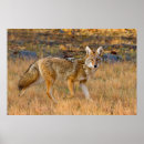 Search for coyotes posters Canis latrans
