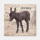 Search for donkeys magnets Nature