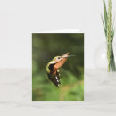 Search for ruby throated cards Wildlife
