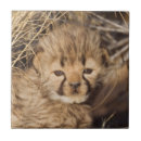 Search for namibia tiles Animal
