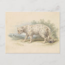 Search for snow leopard horizontal postcards Wildlife