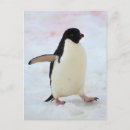 Search for inger postcards Danita delimont