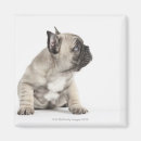 Search for pedigree dog magnets Dogs