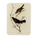 Search for blackbirds magnets Agelaius phoeniceus