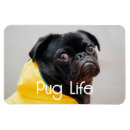 Search for pug lovers magnets Adorable