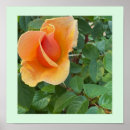 Search for rosebud posters Photography
