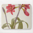 Search for amaryllis electronics Pierre