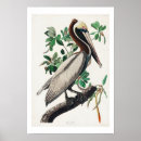 Search for little brown art Bird