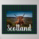 Search for scottish highland posters Cattle