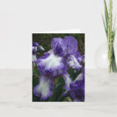 Search for white iris photography Purple