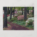 Search for forest path postcards Travel