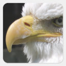 Search for bird of prey stickers Eagle
