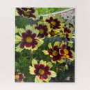 Search for coreopsis Nature