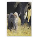 Search for nairobi postcards Elephant