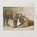 Search for bengal cards invites National park