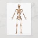 Search for back view postcards Physiology
