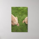 Search for poodle canvas prints Close up