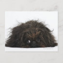 Search for low lying postcards Animal hair