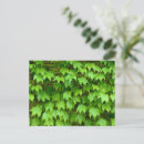 Search for creeper postcards Plant