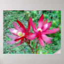 Search for protea posters Hawaii