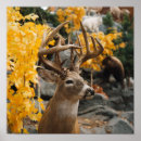 Search for trophy posters Deer