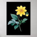 Search for dahlia flower posters Yellow