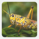 Search for bug square stickers Grasshopper