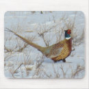 Search for pheasants electronics Hunting