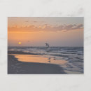 Search for gull postcards Sunrise