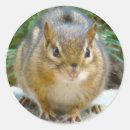 Search for chipmunk stickers Kids