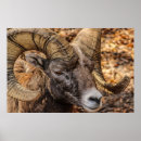 Search for ram art Nature
