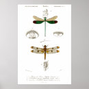 Search for vintage dragonfly posters Dragonflies