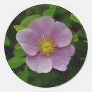 Search for wild rose stickers Pink