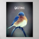 Search for bluebirds posters Eastern bluebird