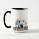 Search for great pyrenees birthday Animal