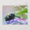 Search for macro postcards Wildlife