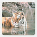 Search for streams stickers Outdoors