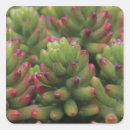 Search for arizona desert stickers Tucson