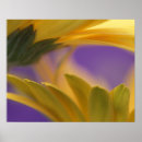Search for delicacy posters Abstract