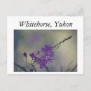 Search for whitehorse postcards Yukon