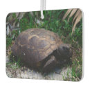 Search for gopher tortoise Nature